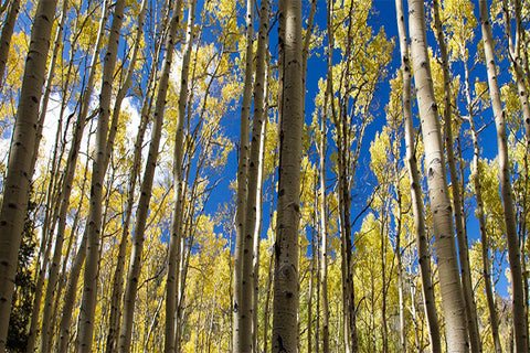 Golden Autumn Forest