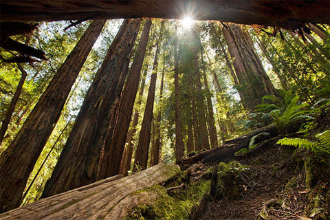 Redwood Forest